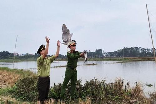 Bắc Ninh: Cao điểm bảo vệ động vật hoang dã, xử phạt hành chính hơn 100 triệu đồng