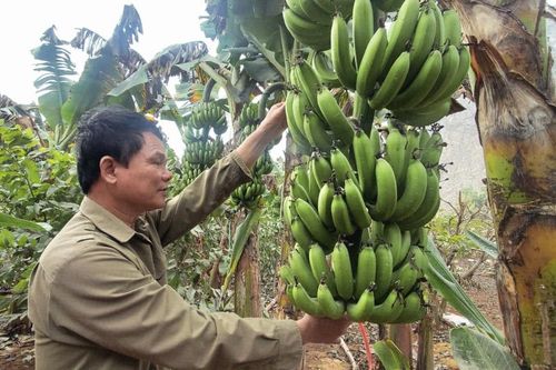 Tất bật vụ chuối tết