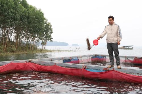 Nuôi cá lồng trên hồ Thác Bà: Hướng sinh kế bền vững cho người dân Yên Thành