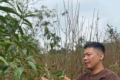 Làng đào Giới Phiên khi nắng ấm bất thường