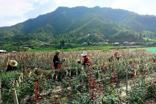 Púng Luông hỗ trợ người dân thoát nghèo bền vững