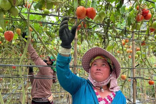 Giảm nghèo về thông tin – Chìa khóa nâng tầm nông sản vùng cao