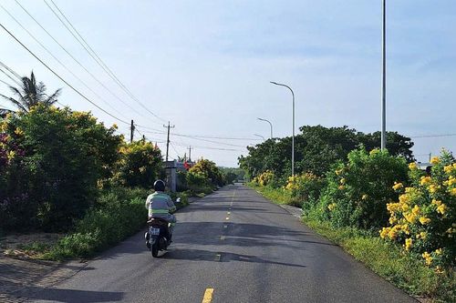 Sắc hoa rực rỡ trên những đường quê