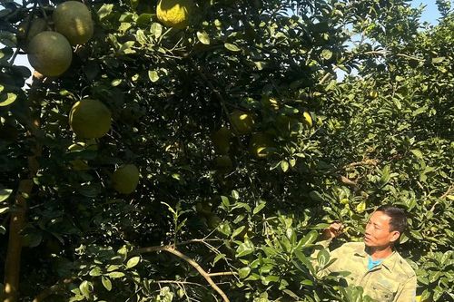 Nông dân Đất Tổ thi đua yêu nước