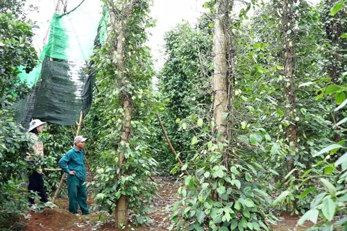 Chủ động bảo vệ cây hồ tiêu trước diễn biến bất lợi của thời tiết