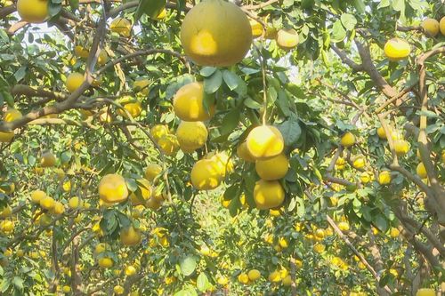 Mùa bưởi Quế Dương ở Dương Hòa