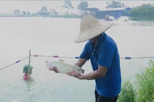 Hà Nội mở rộng mô hình nuôi thủy sản đạt chuẩn VietGAP