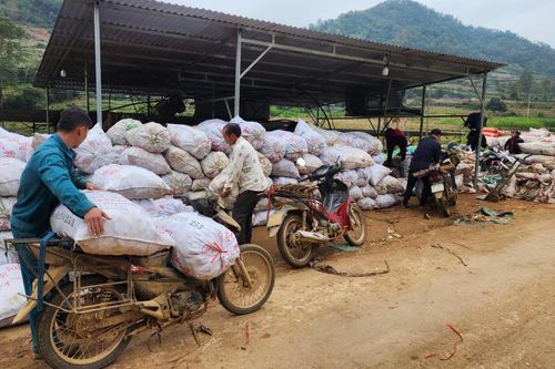 Nỗ lực thu mua, chế biến dong riềng hỗ trợ nông dân giải bài toán được mùa mất giá