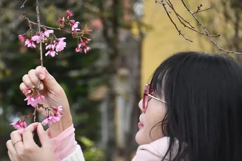Mê mẩn sắc hoa anh đào ở Măng Đen