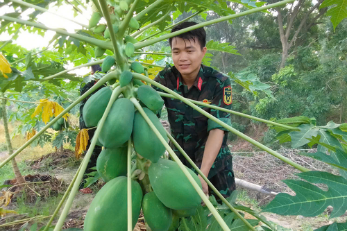 Tăng gia sản xuất hiệu quả, bền vững, phù hợp thực tế ở Sư đoàn 7 (Quân khu 7)