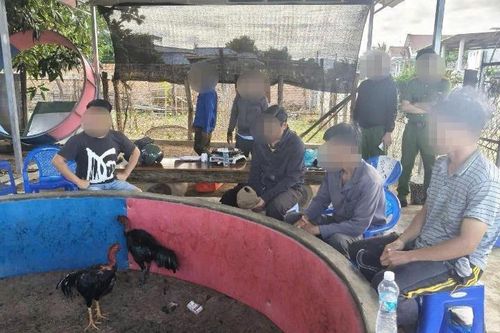 Triệt phá sới gà cá độ