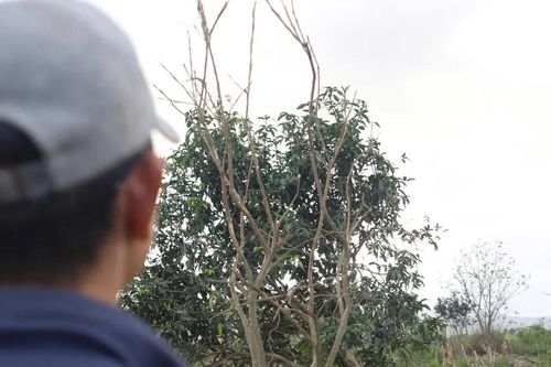 Thanh trà tiến vua chết hàng loạt