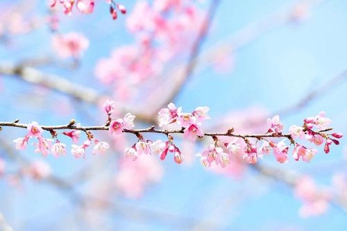 Mai anh đào đua nở, khách về khu du lịch sinh thái Măng Đen tăng cao