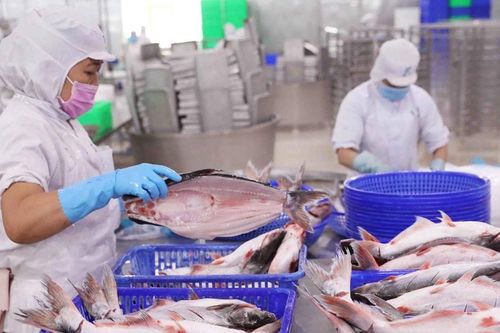 Vĩnh Hoàn (VHC): Cổ phiếu giảm sâu, con gái Chủ tịch rót hơn 300 tỷ gom 5,7 triệu cổ phiếu giữa lúc lợi nhuận vượt kế hoạch và tiền mặt dồi dào