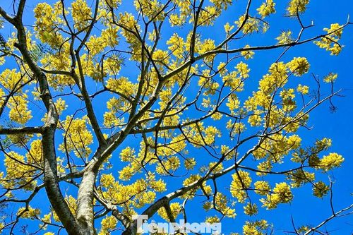Phượng vàng bung nở rực rỡ trên cao nguyên Bảo Lộc