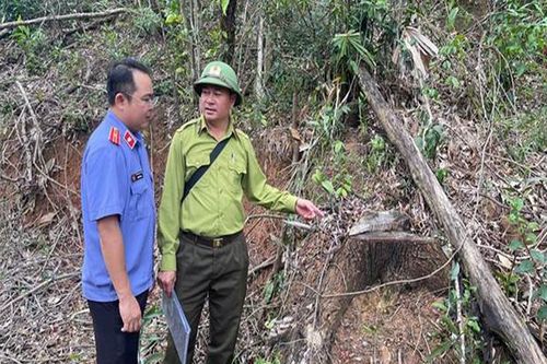 VKSND khu vực 10, TP Đà Nẵng khám nghiệm hiện trường vụ khai thác rừng trái phép