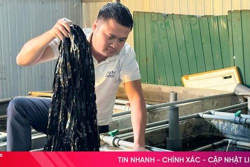 9X nuôi lươn không bùn doanh thu 6,6 tỷ đồng/năm