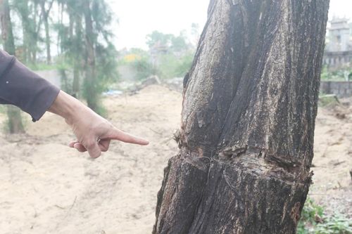 Xác minh vụ rừng dương hàng chục năm tuổi bị hủy hoại