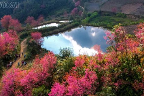 Rực rỡ sắc hoa Tớ dày