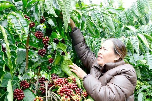 Cơ hội bứt phá cà phê đặc sản
