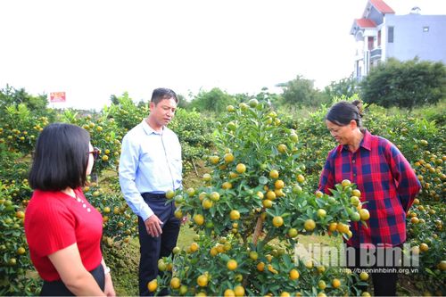 Những làng quất vào vụ Tết