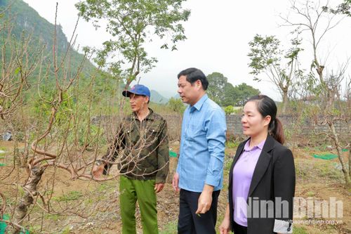 Vùng đào Ba Sao vào vụ Tết