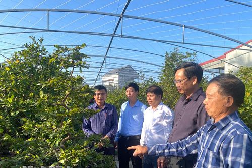 Chất Bình rộn ràng chăm sóc hoa, cây cảnh phục vụ Tết