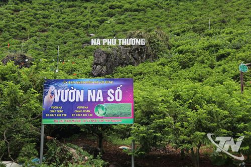 Sức bật xanh từ cây na số