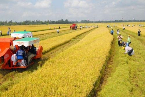 Từ 01/01/2026, miễn thuế sử dụng đất nông nghiệp cho một số đối tượng đến năm 2030