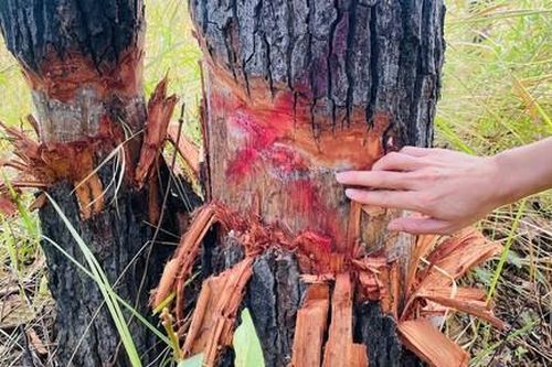 Vụ 'bức tử' cây rừng tại biên giới: tỉnh Gia Lai chỉ đạo xử lý nghiêm