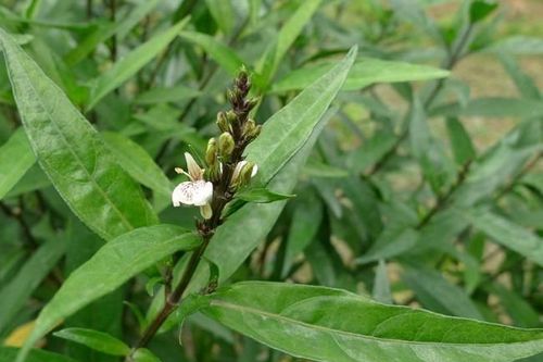 Khám phá công dụng chữa bệnh của cây thanh táo