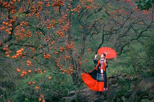Vườn hồng cổ thụ hút khách chụp ảnh mùa quả chín