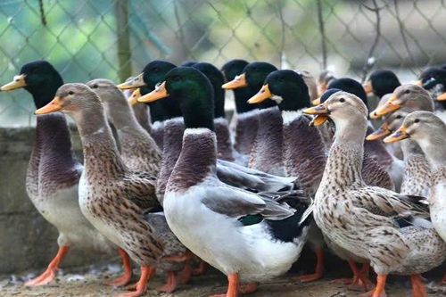 Vịt bầu Quỳ Châu quý hiếm được săn lùng