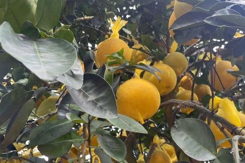 Bưởi Diễn đổ bộ TP HCM sớm, giá bán tăng cao