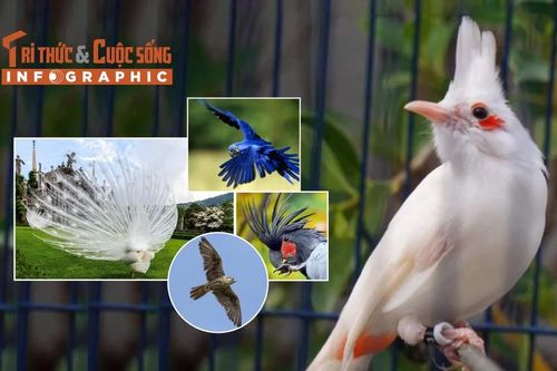 [INFOGRAPHIC] 5 loài chim đắt đỏ được giới siêu giàu chọn làm thú cưng