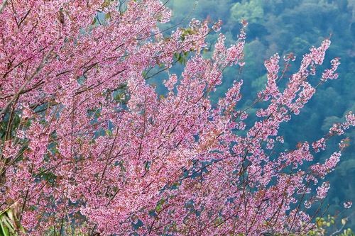 Đẹp nao lòng hoa anh đào nhuộm hồng miền biên viễn xứ Nghệ