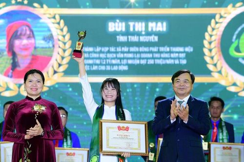 Cô gái lan tỏa hương trà Việt từ sườn Đông Tam Đảo