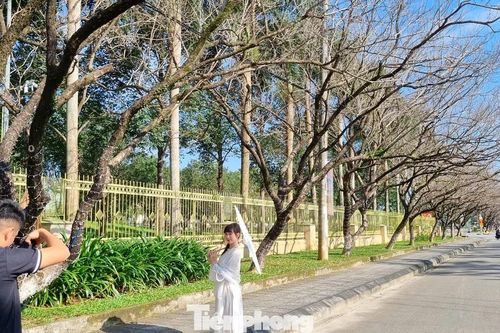 Mê mẩn check-in hàng sưa khẳng khiu ngả bóng đẹp như trong phim