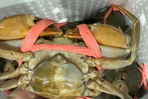 Giá cua Cà Mau tăng mạnh lên 850.000 đồng/kg trước cao điểm Tết Dương lịch