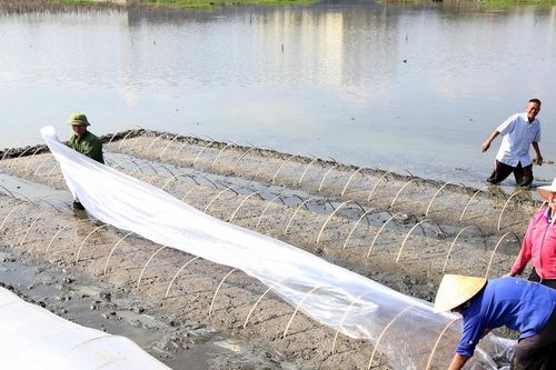 Nông dân Nghệ An bám đồng xuyên Tết để kịp thời vụ