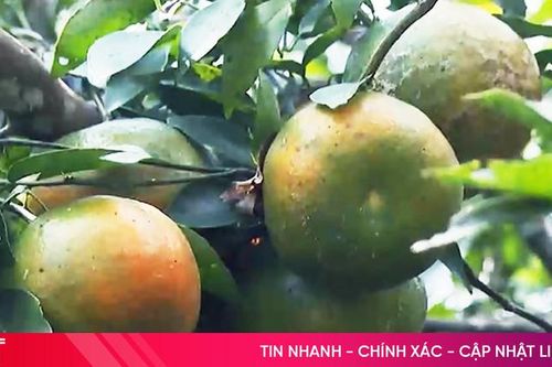 Thăm thủ phủ cam bù lớn nhất Hà Tĩnh