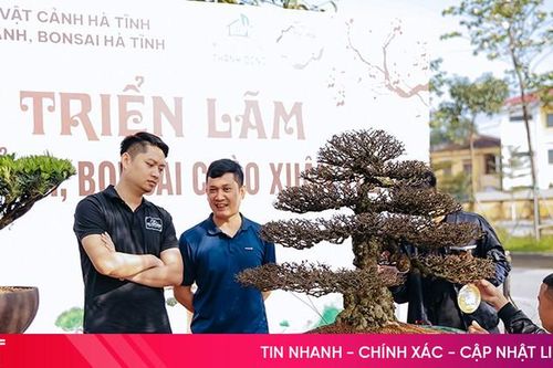 Cây cảnh bonsai - thú chơi cũng lắm công phu