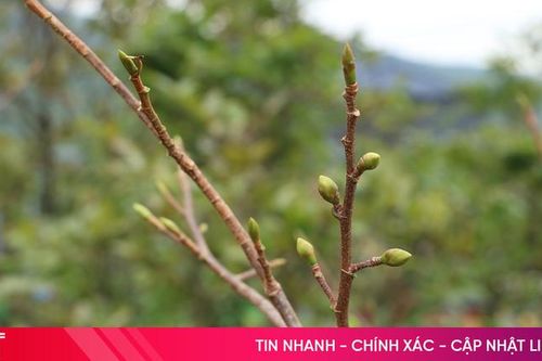 Xuống lá mai vàng Kỳ Nam