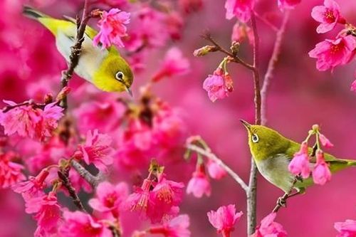 Giao hưởng mùa xuân