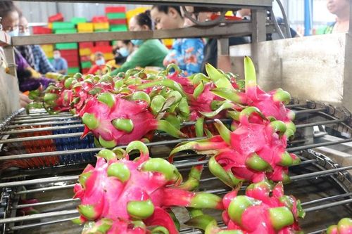 TP Hồ Chí Minh: Dư địa nâng cao giá trị nông sản thông qua chế biến còn rất lớn