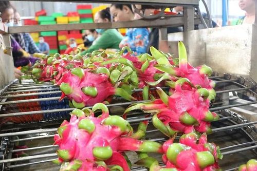 TPHCM: Chuyển đổi từ tư duy sản xuất sang kinh tế nông nghiệp hiện đại