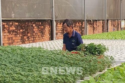 Một hướng đi phát triển nông nghiệp đô thị