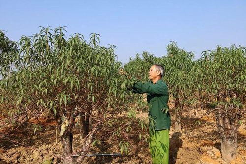 Hợp Tiến tất bật vào xuân