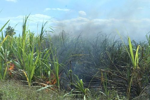 Mía chờ ngày thu hoạch cháy rụi: Nỗi lo cuối năm của nông dân trồng mía ở Pờ Tó