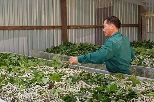 Khấm khá nhờ nghề trồng dâu nuôi tằm